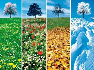 Photomontage présentant un arbre au milieu d'une prairie traversant les 4 saisons